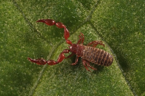 Knotty shining claw, or pseudoscorpion (Lamprochernes nodosus)